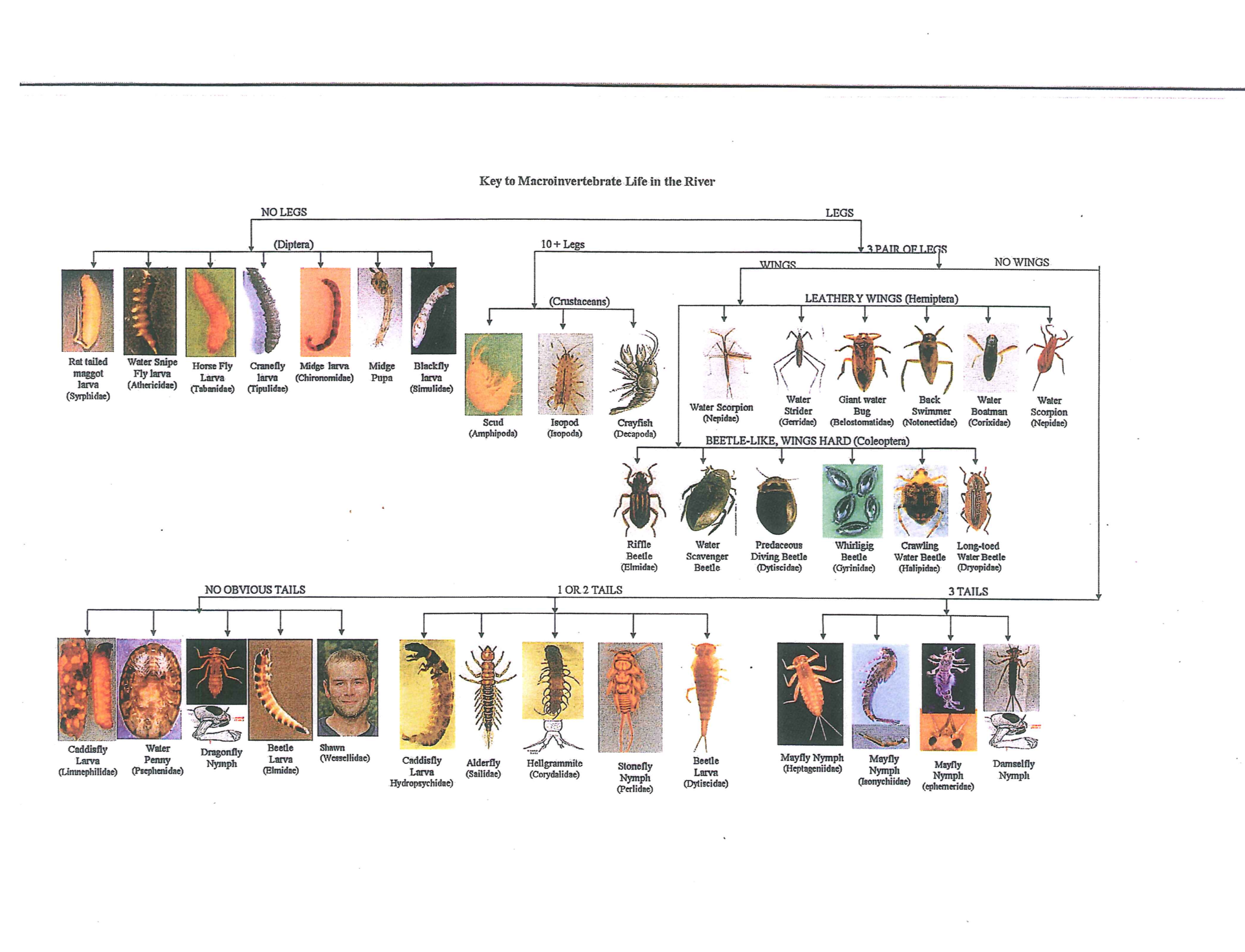 Macroinvertebrate Dichotomous Key - WMEAC