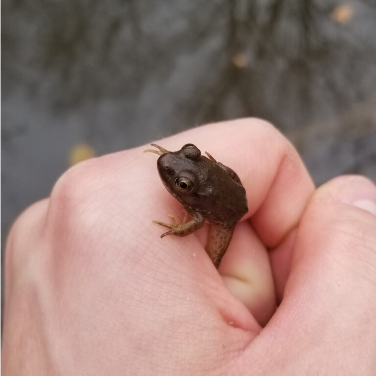 A small frog held by a volunteer